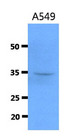 CTSS / Cathepsin S Antibody - Western Blot: The cell lysate of A549 (40 ug) were resolved by SDS-PAGE, transferred to PVDF membrane and probed with anti-human SMAC antibody (1:500). Proteins were visualized using a goat anti-mouse secondary antibody conjugated to HRP and an ECL detection system.