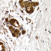 CTSS / Cathepsin S Antibody - Immunohistochemistry of paraffin-embedded human normal breast.
