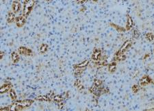 CTSS / Cathepsin S Antibody - 1:100 staining mouse kidney tissue by IHC-P. The sample was formaldehyde fixed and a heat mediated antigen retrieval step in citrate buffer was performed. The sample was then blocked and incubated with the antibody for 1.5 hours at 22°C. An HRP conjugated goat anti-rabbit antibody was used as the secondary.
