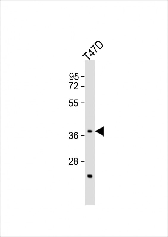 CTSV / Cathepsin V Antibody - Anti-CTSV Antibody (N-Term)at 1:1000 dilution + T47D whole cell lysates Lysates/proteins at 20 ug per lane. Secondary Goat Anti-Rabbit IgG, (H+L), Peroxidase conjugated at 1:10000 dilution. Predicted band size: 37 kDa. Blocking/Dilution buffer: 5% NFDM/TBST.
