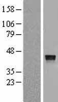 CTSV / Cathepsin V Protein - Western validation with an anti-DDK antibody * L: Control HEK293 lysate R: Over-expression lysate