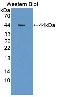 CTSW / Cathepsin W Antibody - Western Blot; Sample: Recombinant protein.