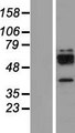 CTSW / Cathepsin W Protein - Western validation with an anti-DDK antibody * L: Control HEK293 lysate R: Over-expression lysate