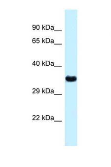 CTSZ / Cathepsin Z Antibody - CTSZ / Cathepsin Z antibody Western blot of Mouse Heart lysate. Antibody concentration 1 ug/ml.  This image was taken for the unconjugated form of this product. Other forms have not been tested.