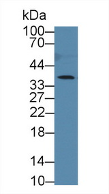 CTSZ / Cathepsin Z Antibody - Western Blot; Sample: Human Lung lysate; Primary Ab: 1µg/ml Rabbit Anti-Human CTSZ Antibody Second Ab: 0.2µg/mL HRP-Linked Caprine Anti-Rabbit IgG Polyclonal Antibody