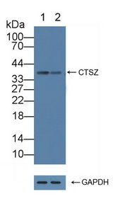 CTSZ / Cathepsin Z Antibody - Knockout Varification: Lane 1: Wild-type Hela cell lysate; Lane 2: CTSZ knockout Hela cell lysate; Predicted MW: 34kd Observed MW: 38kd Primary Ab: 1µg/ml Rabbit Anti-Human CTSZ Antibody Second Ab: 0.2µg/mL HRP-Linked Caprine Anti-Rabbit IgG Polyclonal Antibody