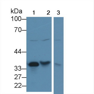 CTSZ / Cathepsin Z Antibody - Western Blot; Sample: Recombinant protein.