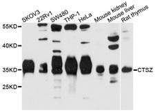CTSZ / Cathepsin Z Antibody - Western blot analysis of extracts of HeLa cells.