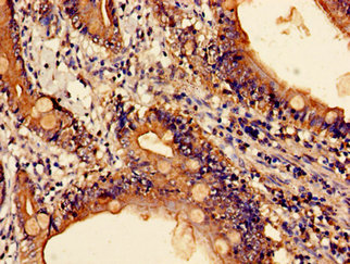 CTSZ / Cathepsin Z Antibody - Immunohistochemistry image of paraffin-embedded human small intestine tissue at a dilution of 1:100