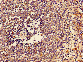 CTSZ / Cathepsin Z Antibody - Immunohistochemistry image of paraffin-embedded human spleen tissue at a dilution of 1:100