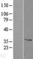 CTSZ / Cathepsin Z Protein - Western validation with an anti-DDK antibody * L: Control HEK293 lysate R: Over-expression lysate