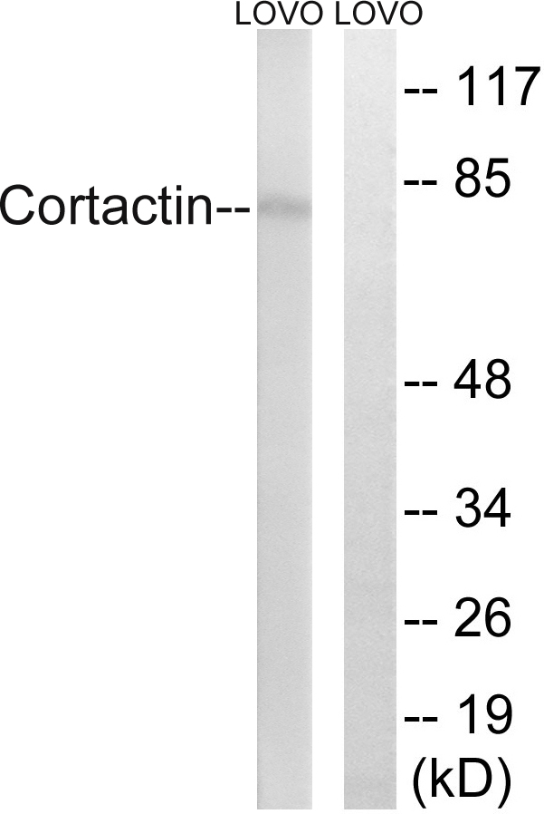 CTTN / Cortactin Antibody - Western blot analysis of lysates from LOVO cells, using Cortactin Antibody. The lane on the right is blocked with the synthesized peptide.