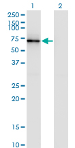 CTTN / Cortactin Antibody - Western Blot analysis of CTTN expression in transfected 293T cell line by CTTN monoclonal antibody (M01), clone 2B5.Lane 1: CTTN transfected lysate (Predicted MW: 57.5 KDa).Lane 2: Non-transfected lysate.