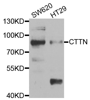 CTTN / Cortactin Antibody - Western blot analysis of extracts of various cell lines, using CTTN antibody.