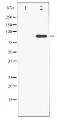 CTTN / Cortactin Antibody - Western blot of Cortactin expression in H2O2 treated HeLa whole cell lysates,The lane on the left is treated with the antigen-specific peptide.