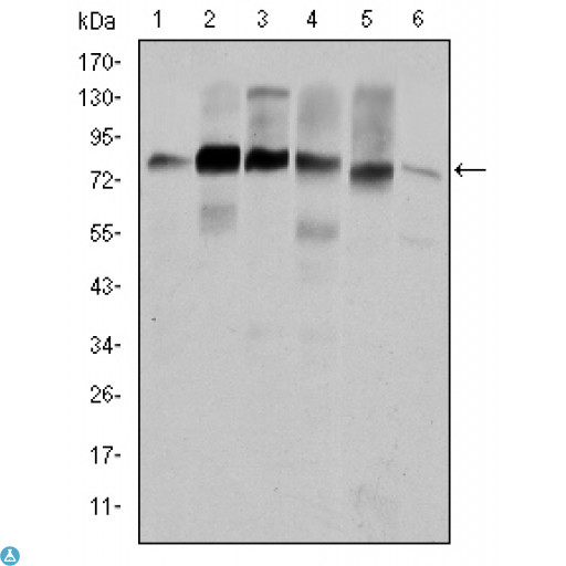 CTTN / Cortactin Antibody - ELISA analysis of Cortactin antibody.