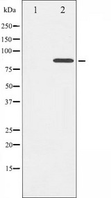 CTTN / Cortactin Antibody - Western blot analysis of Cortactin phosphorylation expression in H2O2 treated HeLa whole cells lysates. The lane on the left is treated with the antigen-specific peptide.