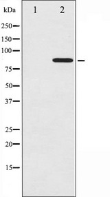 CTTN / Cortactin Antibody - Western blot analysis of Cortactin phosphorylation expression in COS7 whole cells lysates. The lane on the left is treated with the antigen-specific peptide.