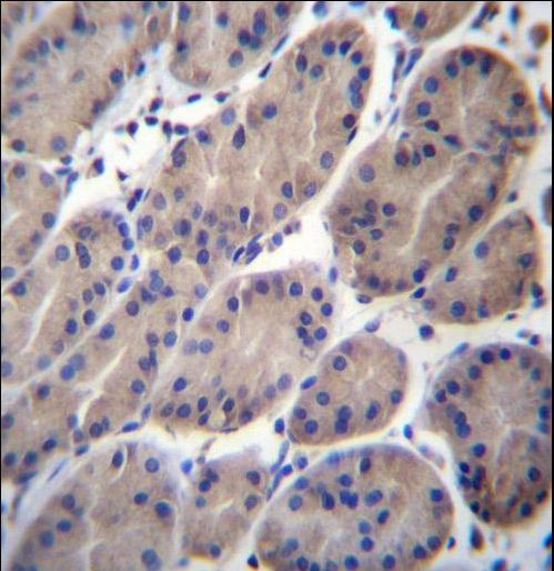 CTTNBP2NL Antibody - CTTNBP2NL Antibody immunohistochemistry of formalin-fixed and paraffin-embedded human stomach tissue followed by peroxidase-conjugated secondary antibody and DAB staining.