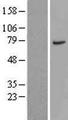 CTTNBP2NL Protein - Western validation with an anti-DDK antibody * L: Control HEK293 lysate R: Over-expression lysate