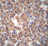 CTU1 Antibody - ATPBD3 antibody immunohistochemistry of formalin-fixed and paraffin-embedded human pancreas tissue followed by peroxidase-conjugated secondary antibody and DAB staining.