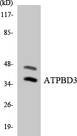 CTU1 Antibody - Western blot analysis of the lysates from 293 cells using ATPBD3 antibody.
