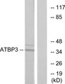 CTU1 Antibody - Western blot analysis of lysates from LOVO cells, using ATPBD3 Antibody. The lane on the right is blocked with the synthesized peptide.