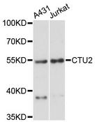 CTU2 Antibody - Western blot analysis of extracts of various cell lines, using CTU2 antibody at 1:3000 dilution. The secondary antibody used was an HRP Goat Anti-Rabbit IgG (H+L) at 1:10000 dilution. Lysates were loaded 25ug per lane and 3% nonfat dry milk in TBST was used for blocking. An ECL Kit was used for detection and the exposure time was 90s.
