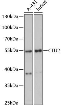 CTU2 Antibody - Western blot analysis of extracts of various cell lines using CTU2 Polyclonal Antibody at dilution of 1:3000.