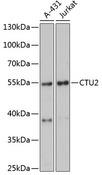 CTU2 Antibody - Western blot analysis of extracts of various cell lines using CTU2 Polyclonal Antibody at dilution of 1:3000.