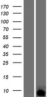 CTXN2 Protein - Western validation with an anti-DDK antibody * L: Control HEK293 lysate R: Over-expression lysate