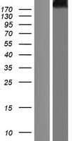 CUBN / Cubilin Protein - Western validation with an anti-DDK antibody * L: Control HEK293 lysate R: Over-expression lysate