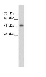 CUEDC1 Antibody - HepG2 Cell Lysate.  This image was taken for the unconjugated form of this product. Other forms have not been tested.