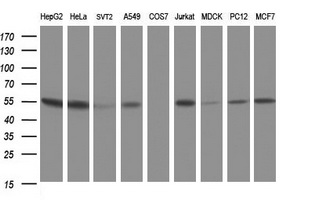 CUEDC2 Antibody - Western blot of extracts (35ug) from 9 different cell lines by using anti-CUEDC2 monoclonal antibody (HepG2: human; HeLa: human; SVT2: mouse; A549: human; COS7: monkey; Jurkat: human; MDCK: canine; PC12: rat; MCF7: human).