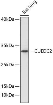 CUEDC2 Antibody - Western blot analysis of extracts of rat lung using CUEDC2 Polyclonal Antibody at dilution of 1:1000.