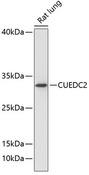 CUEDC2 Antibody - Western blot analysis of extracts of rat lung using CUEDC2 Polyclonal Antibody at dilution of 1:1000.