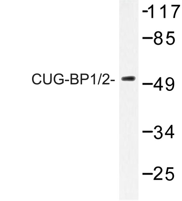 CUGBP1/2 Antibody - Western blot of CUG-BP1/2 (K95) pAb in extracts from HeLa cells.