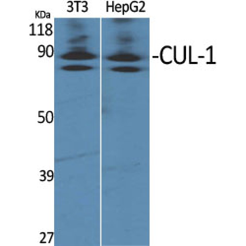 CUL1 / Cullin 1 Antibody - Western blot of CUL-1 antibody