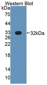 CUL1 / Cullin 1 Antibody - Western blot of CUL1 / Cullin 1 antibody.