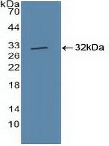 CUL1 / Cullin 1 Antibody - Western Blot; Sample: Recombinant CUL1, Human.