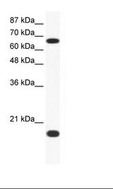CUL1 / Cullin 1 Antibody - Jurkat Cell Lysate.  This image was taken for the unconjugated form of this product. Other forms have not been tested.