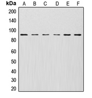 CUL1 / Cullin 1 Antibody - Western blot analysis of Cullin 1 expression in MCF7 (A); HeLa (B); KNRK (C); Jurkat (D); NIH3T3 (E); PC12 (F) whole cell lysates.