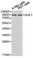 CUL1 / Cullin 1 Antibody - Western blot of extracts of various cell lines, using CUL1 antibody.