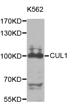 CUL1 / Cullin 1 Antibody - Western blot analysis of extracts of K562 cells.
