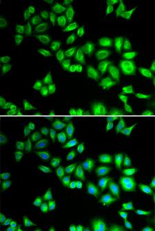 CUL1 / Cullin 1 Antibody - Immunofluorescence analysis of HeLa cells.