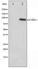 CUL1 / Cullin 1 Antibody - Western blot of HeLa cell lysate using Cullin 1 Antibody