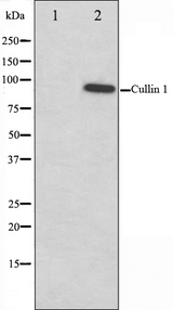 CUL1 / Cullin 1 Antibody - Western blot analysis on HeLa cell lysates using Cullin 1 antibody. The lane on the left is treated with the antigen-specific peptide.