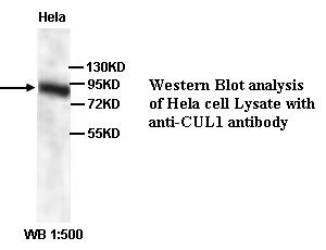 CUL1 / Cullin 1 Antibody