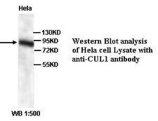 CUL1 / Cullin 1 Antibody