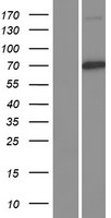 CUL1 / Cullin 1 Protein - Western validation with an anti-DDK antibody * L: Control HEK293 lysate R: Over-expression lysate
